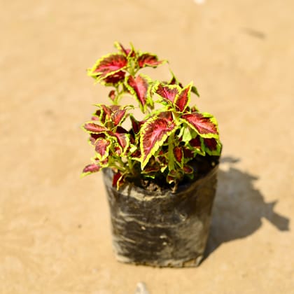 Buy Coleus (any colour) in 4 Inch Nursery Bag Online | Urvann.com