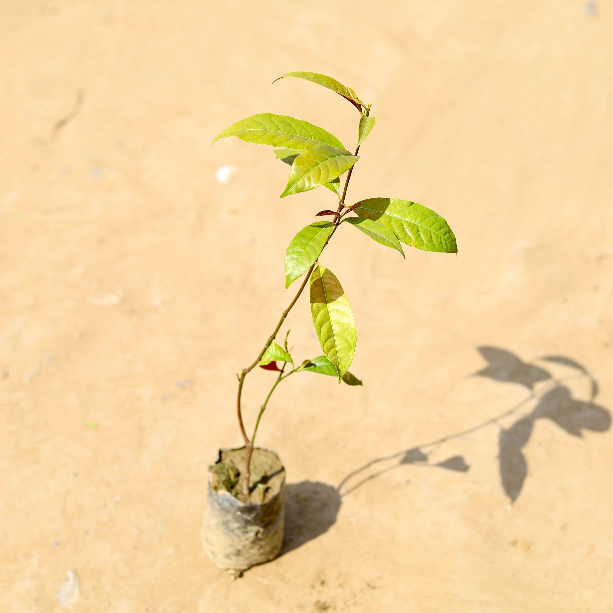 Laila Majnu / Excoecaria Bicolor in 3 Inch Nursery Bag
