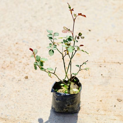 Buy Desi Rose (any colour) in 4 Inch Nursery Bag Online | Urvann.com
