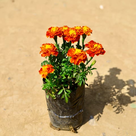 Marigold Jafri (any colour) in 4 Inch Nursery Bag