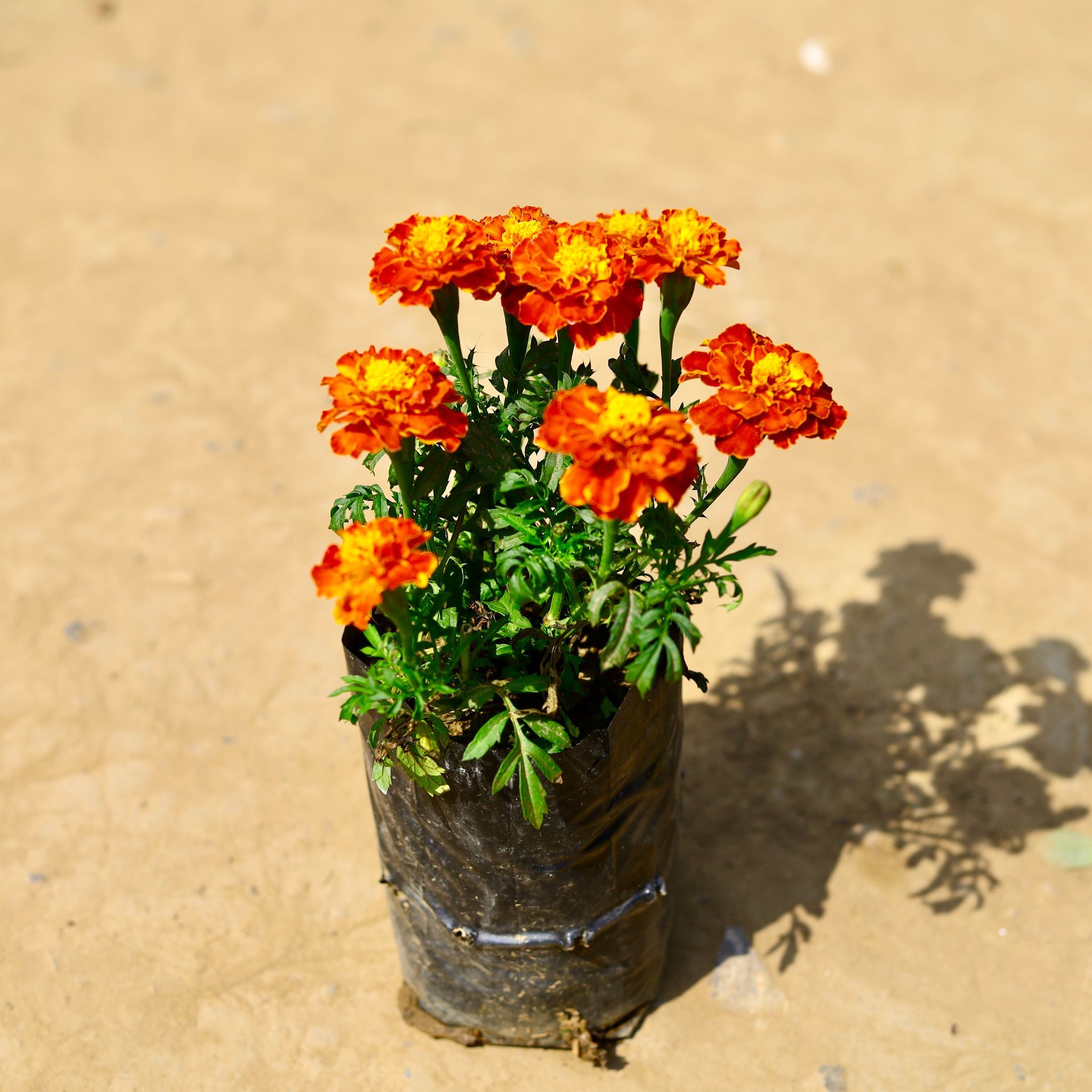 Marigold Jafri (any colour) in 4 Inch Nursery Bag