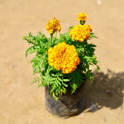 Buy Marigold (any colour) in 4 Inch Nursery Bag Online | Urvann.com