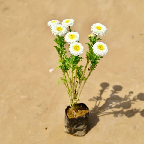 Chrysanthemum / Guldawari / Guldaudi (any colour) in 4 Inch Nursery Bag