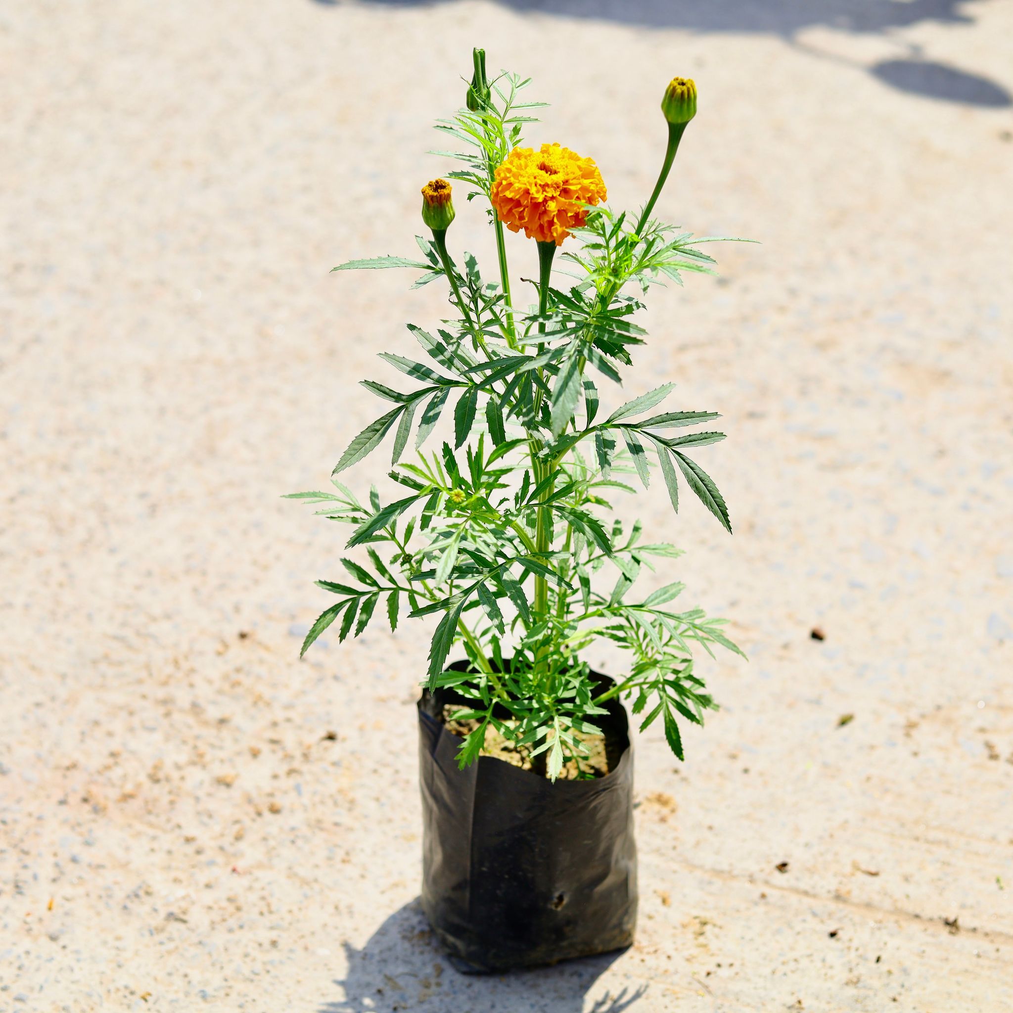 Marigold (any colour) in 4 Inch Nursery Bag