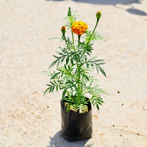 Marigold (any colour) in 4 Inch Nursery Bag