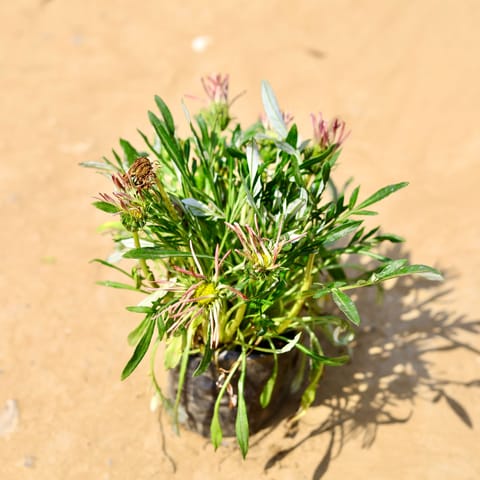 Gazania (any colour) in 4 Inch Nursery Bag