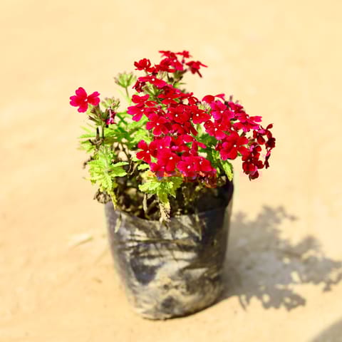 Verbena (any colour) in 4 Inch Nursery Bag