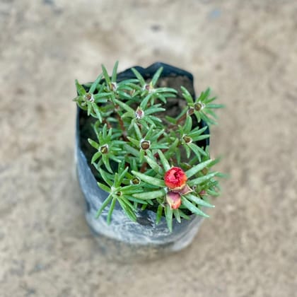 Portulaca Moss Rose (any colour) in 4 Inch Nursery bag