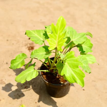 Buy Xanadu Golden in 6 inch Nursery pot Online | Urvann.com