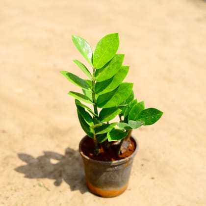 Buy Zz Green in 4 inch Nursery pot Online | Urvann.com