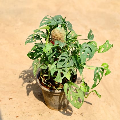 Buy Monstera Broken Heart Bushy with moss Stick in 6 inch Nursery pot Online | Urvann.com