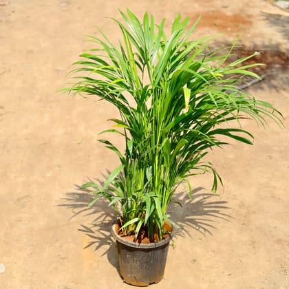Buy Areca Bushy in 8 inch Nursery pot Online | Urvann.com