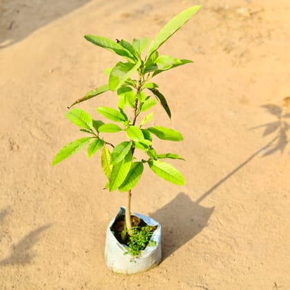 Buy Champa / Plumeria Swarn Grafted in 8 Inch Nursery Bag Online | Urvann.com