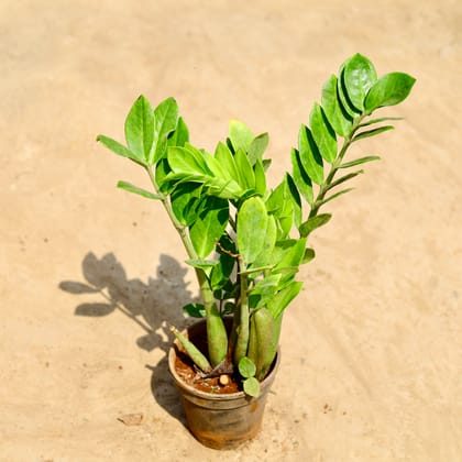 Buy Zz green in 6 inch Nursery pot Online | Urvann.com