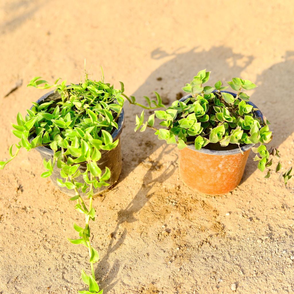 Set of 2 - Turtle Vine & Turtle Vine Heart in 4 Inch Nursery Pot