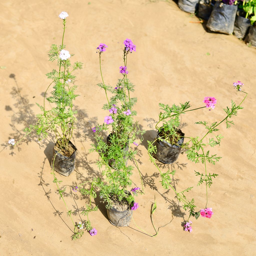 Set of 4 - Verbena (any colour) in 4 inch Nursery bag