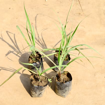 Buy Set of 4 - Lemon Grass in 4 inch Nursery bag Online | Urvann.com