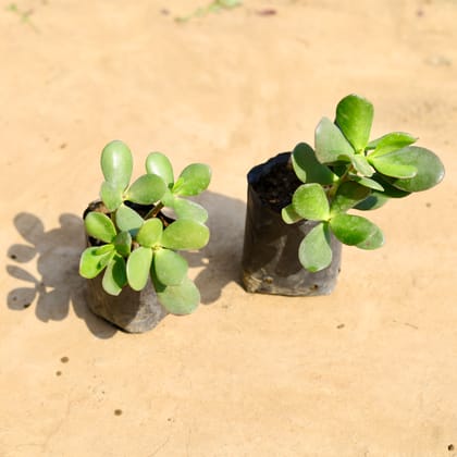Buy Set of 2 - Crassula Ovata Succulent in 4 inch Nursery bag Online | Urvann.com