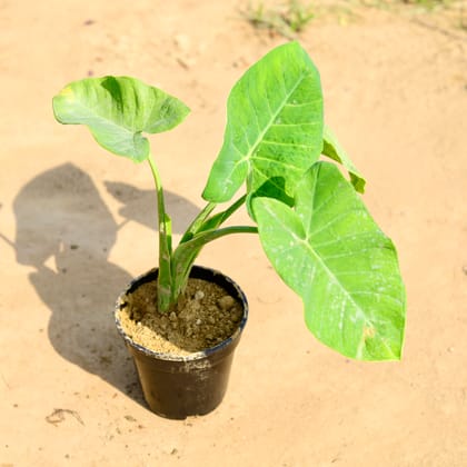 Buy Alocasia Giant Taro  in 6 inch Nursery pot Online | Urvann.com