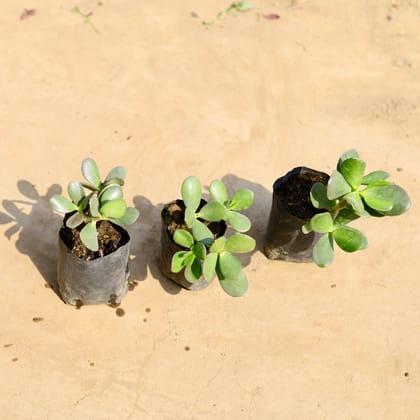 Buy Set of 3 - Crassula Ovata Succulent in 4 inch Nursery bag Online | Urvann.com