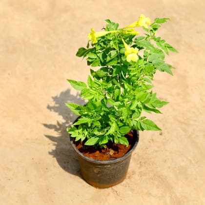 Buy Tecoma Yellow in 6 inch Nursery pot Online | Urvann.com