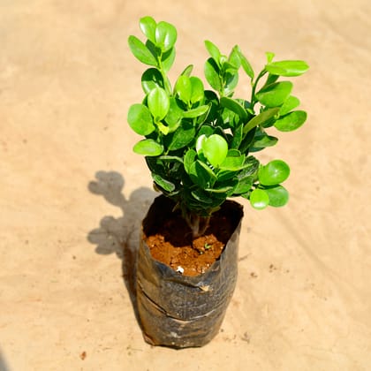 Buy Ficus Moclaim in 8 inch Nursery bag Online | Urvann.com