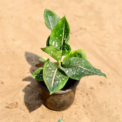 Buy Aglaonema Dottie in 4 inch Nursery pot Online | Urvann.com