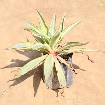 Buy Kamal Cactus / Agave in 10 inch Nursery pot Online | Urvann.com