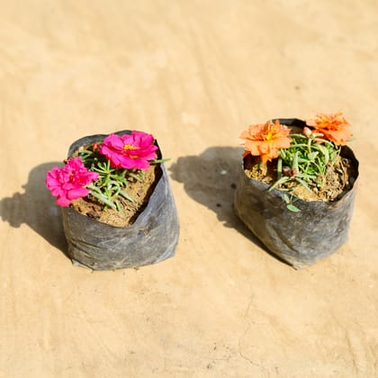 Buy Set of 2 - Portulaca Moss Rose (any colour) in 4 inch Nursery bag Online | Urvann.com