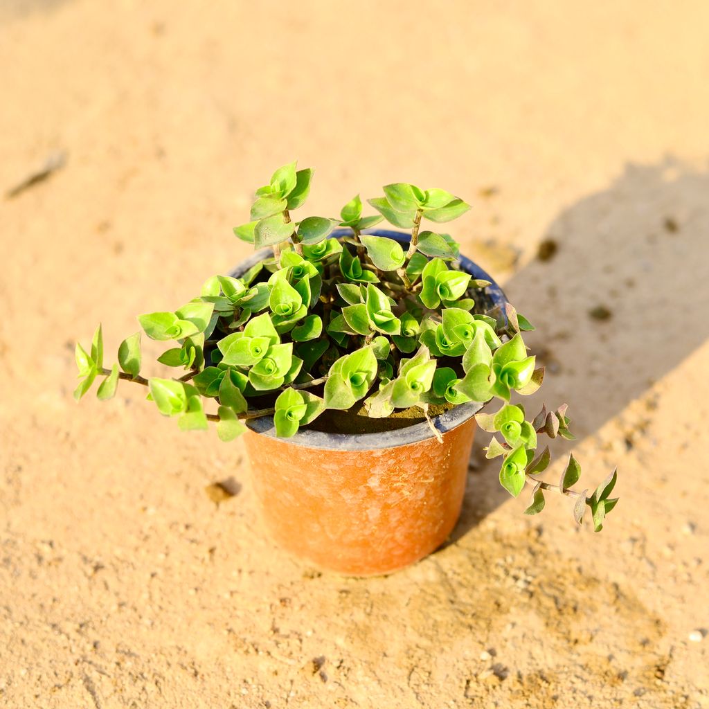 Turtle vine Heart Shape in 4 Inch Nursery Pot