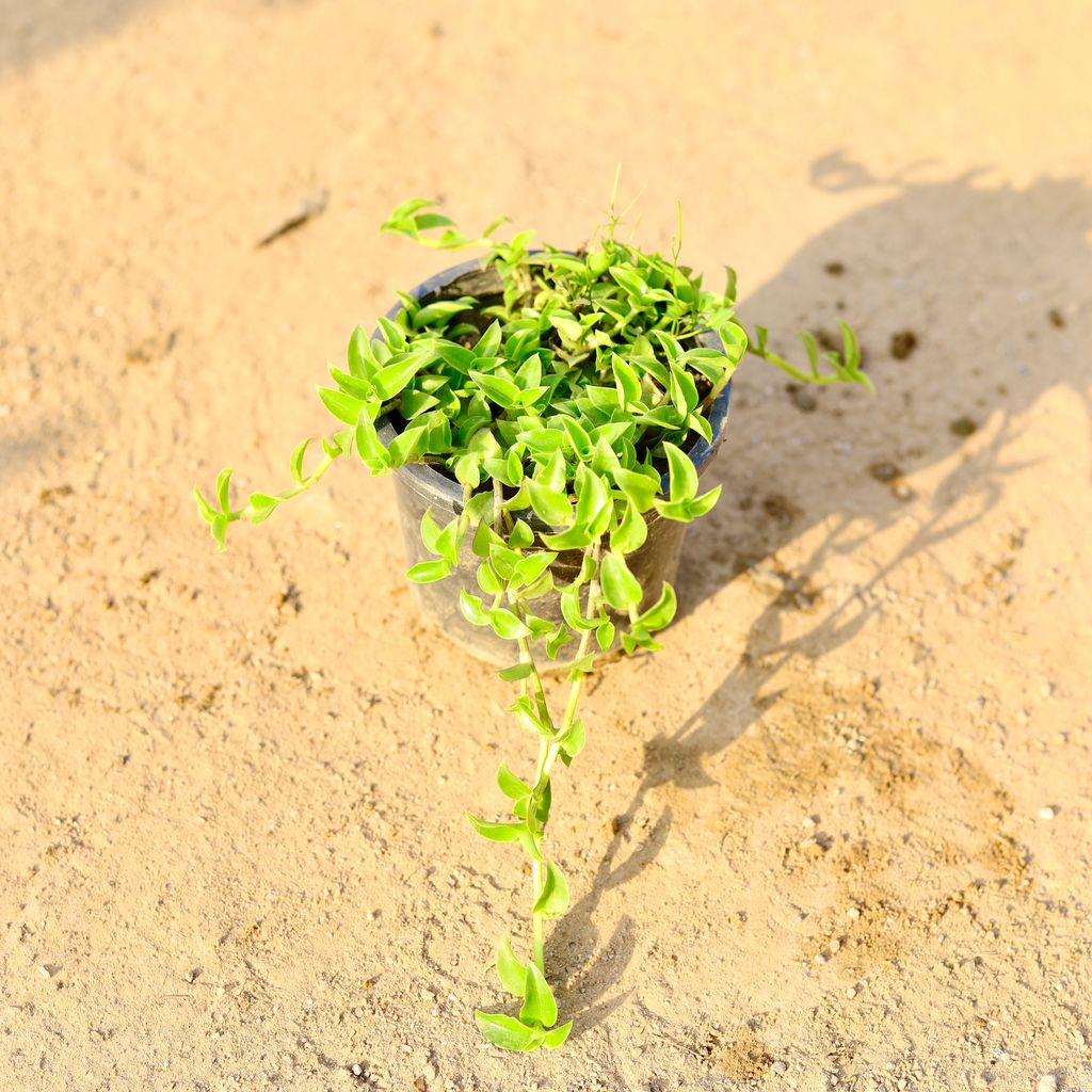 Turtle Vine in 4 Inch Nursery Pot