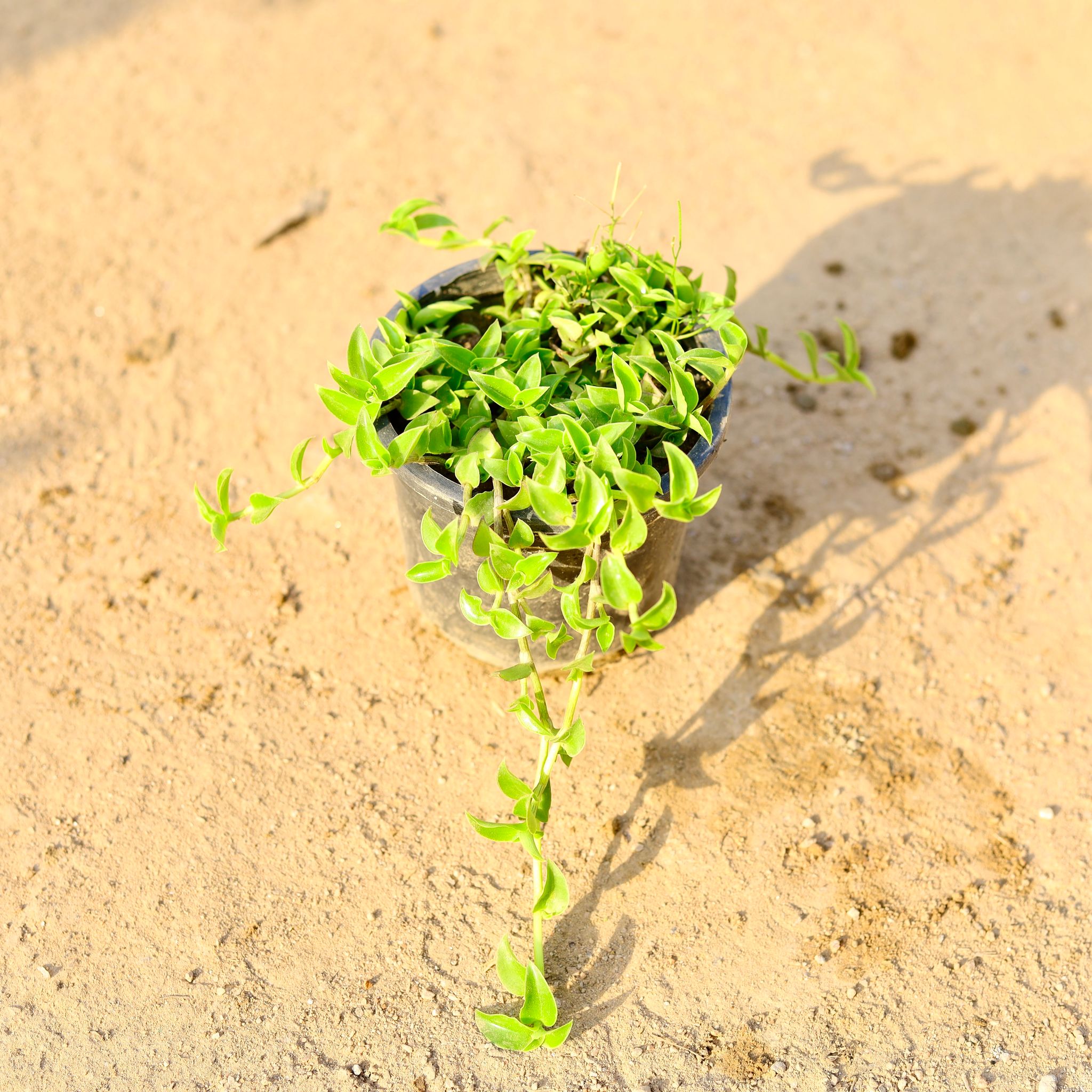 Turtle Vine in 4 Inch Nursery Pot