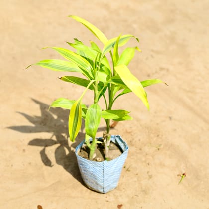 Buy Lucky Bamboo Golden in 4 inch Nursery bag Online | Urvann.com