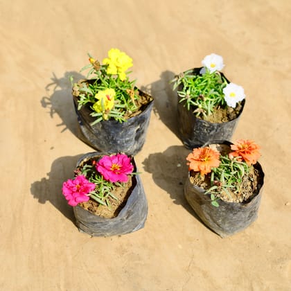 Buy Set of 4 - Portulaca Moss Rose (any colour) in 4 inch Nursery bag Online | Urvann.com