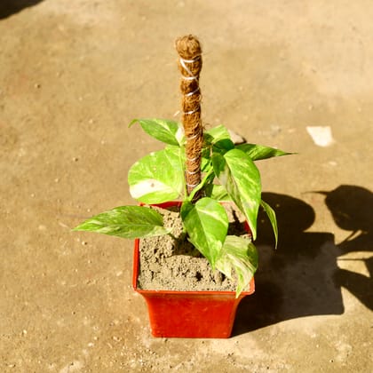 Buy Money Plant with Moss Stick in 8 Inch Premium Uber Plastic Pot (any colour) Online | Urvann.com