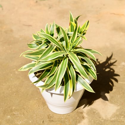 Buy Song of India in 10 Inch Classy White Plastic Pot Online | Urvann.com