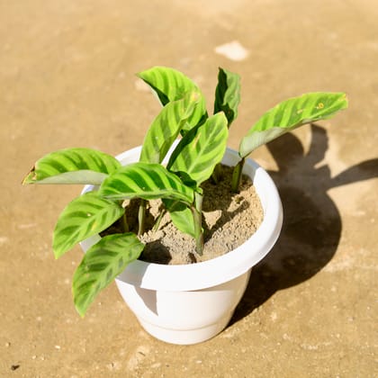 Buy Calathea Marantha in 10 Inch Classy White Plastic Pot Online | Urvann.com