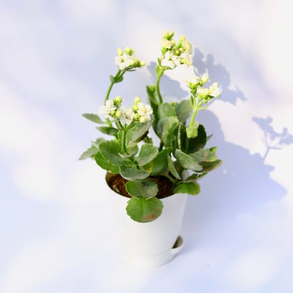Buy Kalanchoe Hybrid (Any color) in 4 Inch White Florence Self Watering Pot Online | Urvann.com