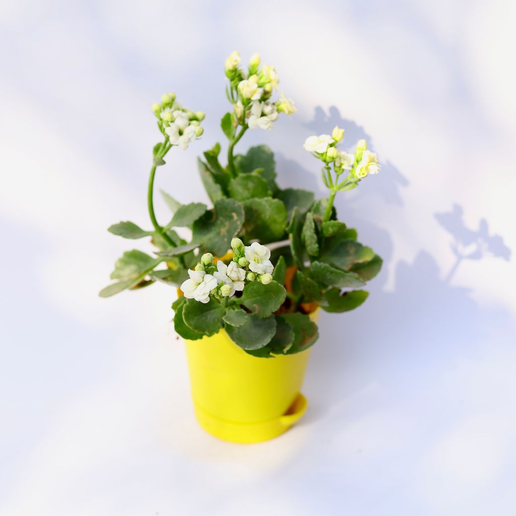 Kalanchoe Hybrid (Any color) in 4 Inch Yellow Florence Self Watering Pot