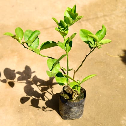 Buy Mosambi / Sweet Lemon (~ 1.5 Ft) in 8 Inch Nursery Bag Online | Urvann.com