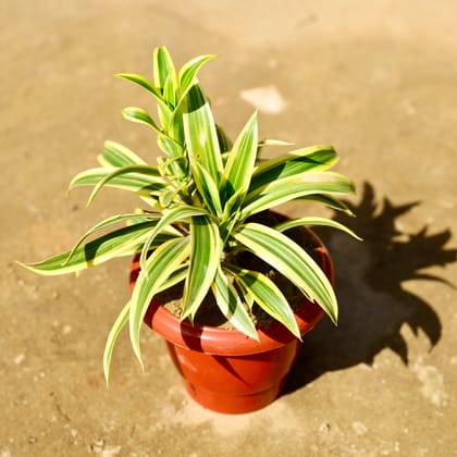Buy Song of India in 8 Inch Classy Red Plastic Pot Online | Urvann.com