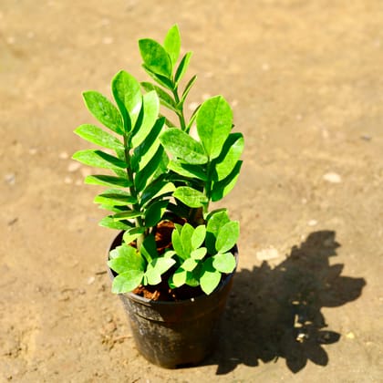 Buy Zz Green in 5 inch Nursery pot Online | Urvann.com