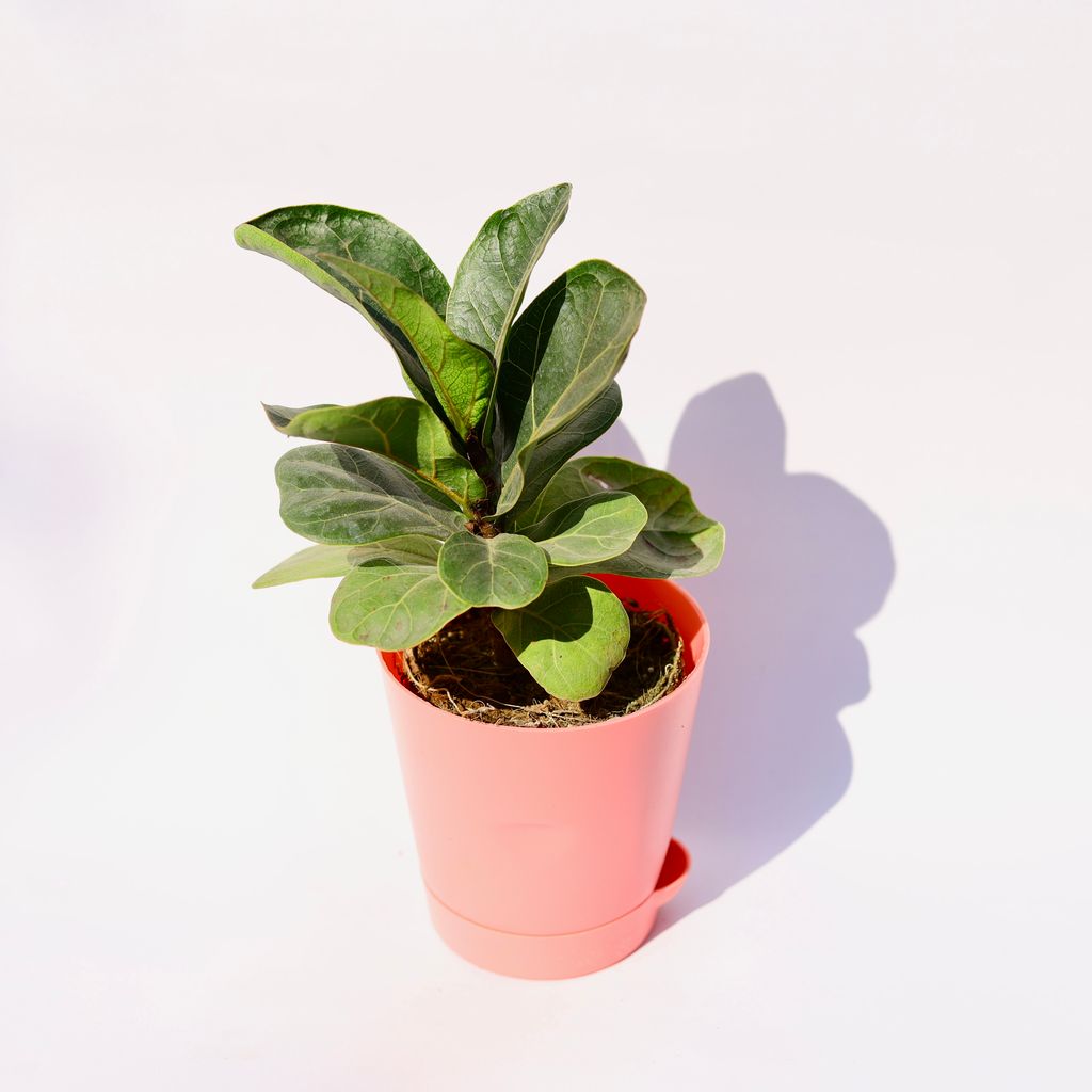 Fiddle Leaf Fig / Ficus Lyrata in 4 Inch Pink Florence Self Watering Pot