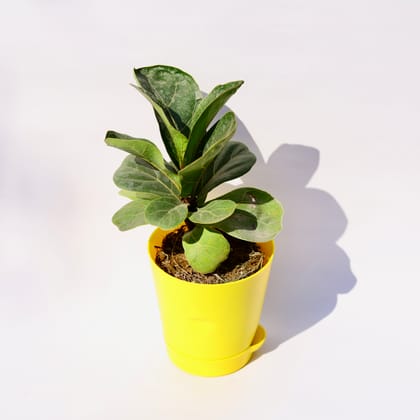 Buy Fiddle Leaf Fig / Ficus Lyrata in 4 Inch Yellow Florence Self Watering Pot Online | Urvann.com