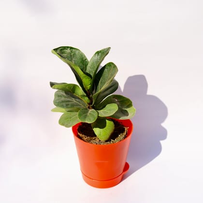 Buy Fiddle Leaf Fig / Ficus Lyrata in 4 Inch Red Florence Self Watering Pot Online | Urvann.com