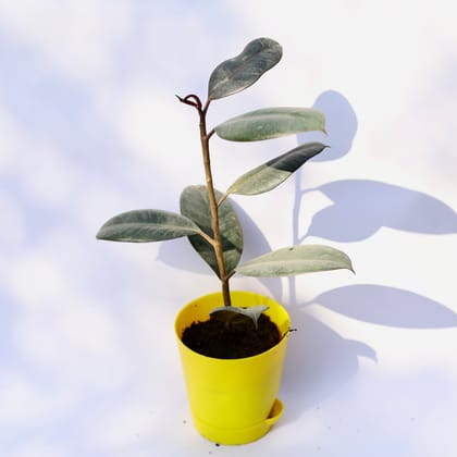 Buy Rubber plant in 4 Inch Yellow Florence Self Watering Pot Online | Urvann.com