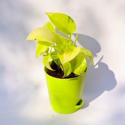 Buy Golden money plant in 4 Inch Green Florence Self Watering Pot Online | Urvann.com