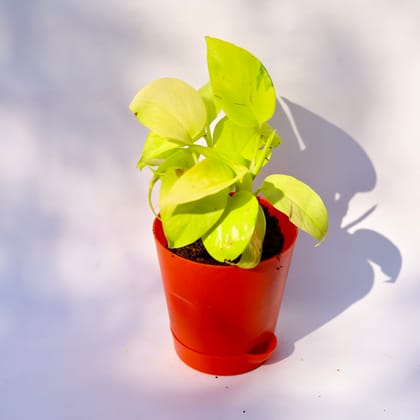 Buy Golden money plant in 4 Inch Red Florence Self Watering Pot Online | Urvann.com