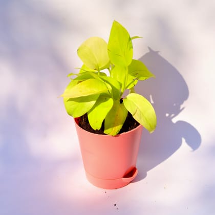 Buy Golden money plant in 4 Inch Pink Florence Self Watering Pot Online | Urvann.com