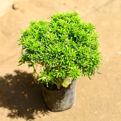 Buy Aralia Green in 6 Inch Nursery Bag Online | Urvann.com